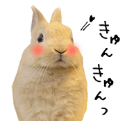 moni_chan
