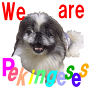 Pekingese friends everyday conversation
