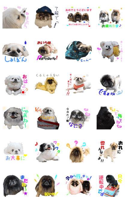 Pekingese friends everyday conversation