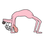 dikdook