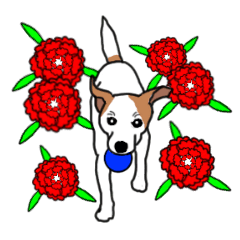 MARINE the Jack Russell Terrier