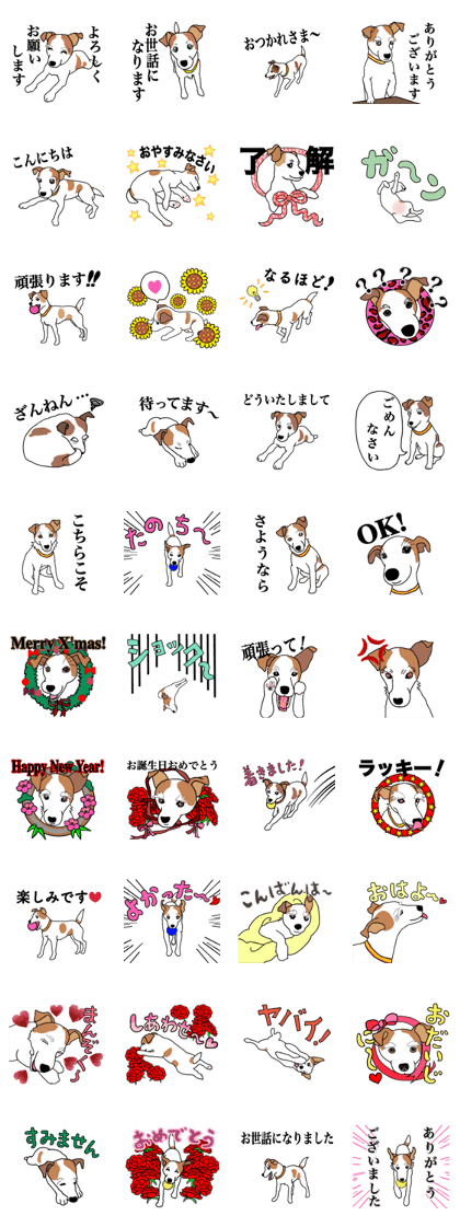 MARINE the Jack Russell Terrier