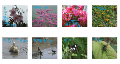 Water garden