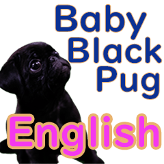 *English* Baby Black Pug