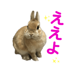 Rabbit3sisters_20201130194612