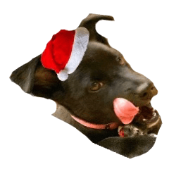 Christmas of pet dog here