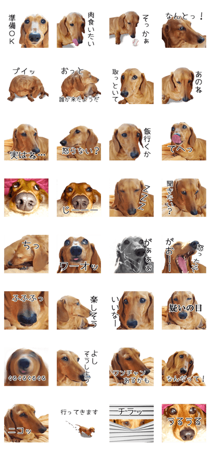 Dachs of my place