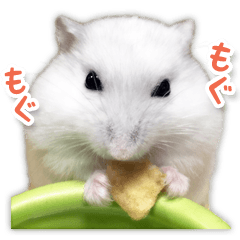 Djungarian hamster -Daifuku- Photo ver.2