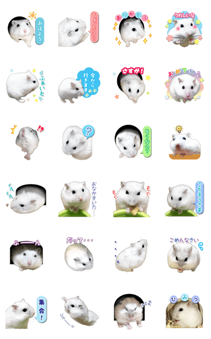 Djungarian hamster -Daifuku- Photo ver.2