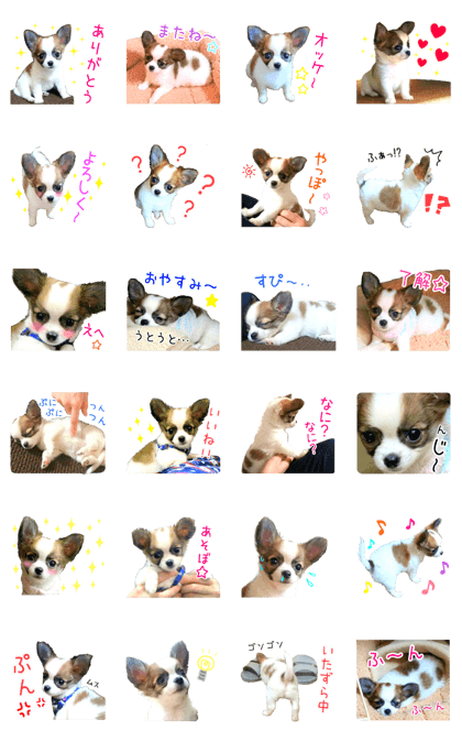 my dog hana baby era