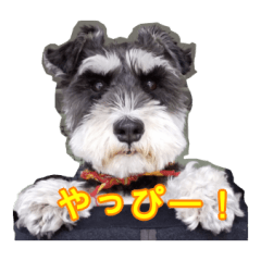 miniature schnauzer hanachan