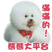 I Love Bichon Frise