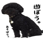 king DOG