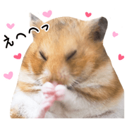 Golden hamster's Komugi