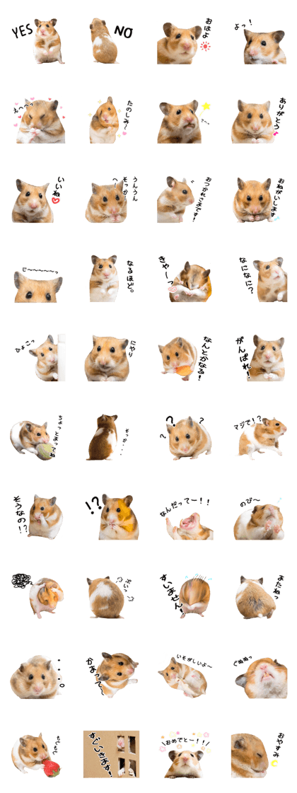 Golden hamster's Komugi