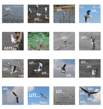 Bird all days
