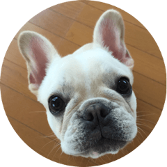 Frenchbulldog healing goo-chan