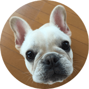 Frenchbulldog healing goo-chan
