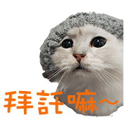 Cat Miyako