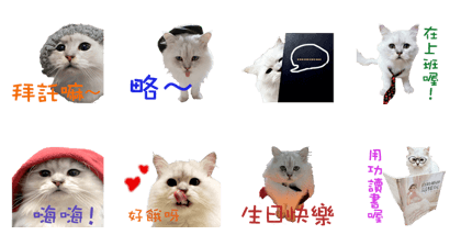Cat Miyako
