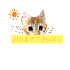 With Cats 4