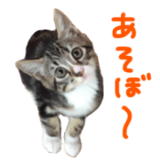 Cute cat,Rio-kun