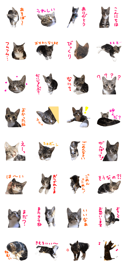 Cute cat,Rio-kun