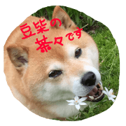 Mameshiba chacha