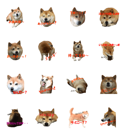 Mameshiba chacha