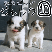 MIEDOG Jack Russell terrier sticker 10