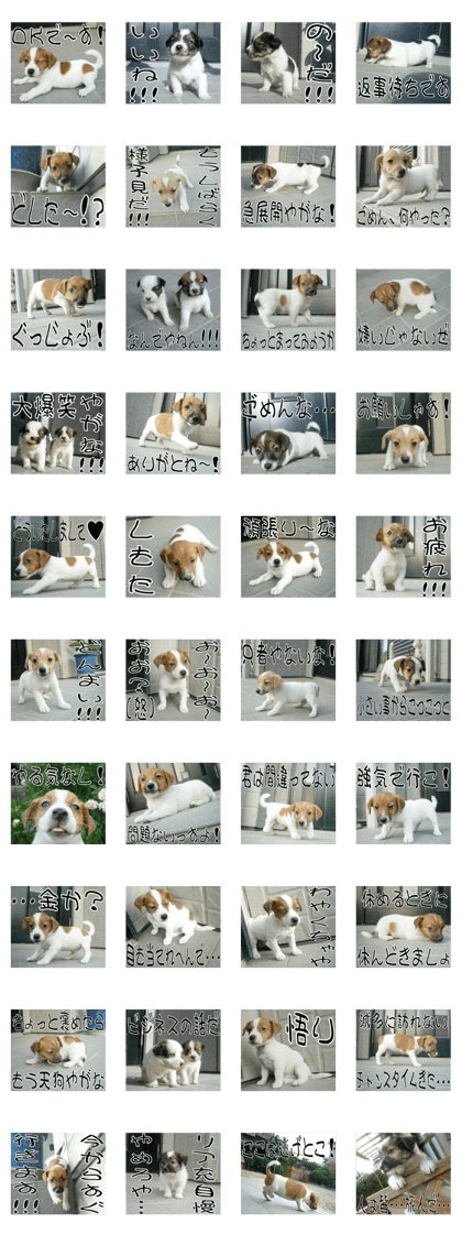 MIEDOG Jack Russell terrier sticker 10