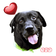 P. Black Labrador