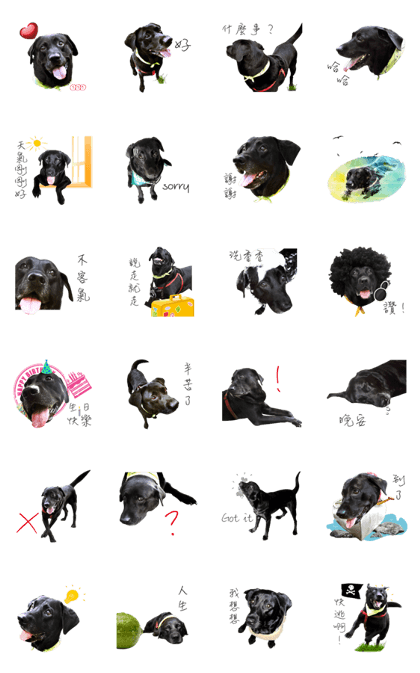 P. Black Labrador