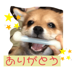 shibachiwa ROKU2