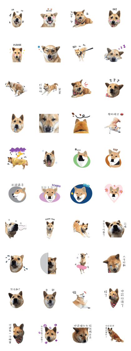 Shiba Sherry