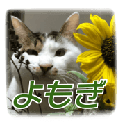 Stray cat YOMOGI
