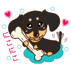 Cute miniature dachshund (Black tongue)