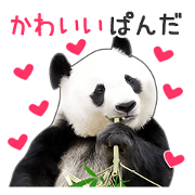 Cute Panda Photo sticker