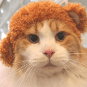 Catcafe RONRON Sticker