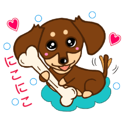 Cute miniature dachshund (Choco tan)