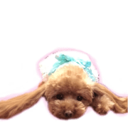 junior toy poodle sticker