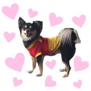 Chihuahua of the black tongue