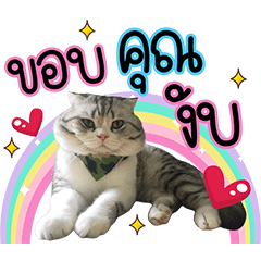 Somchoke the little cat