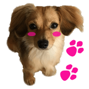 Chihuachs stickers