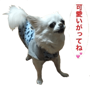 Mr.Thank you and amusing friends 5