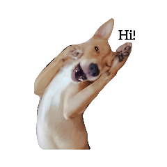 超可愛的小米米