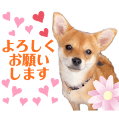 shiba chiwa ROKU3