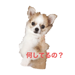 rina_20201202163410