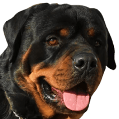 Rottweiler's Kellio