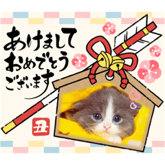 shelly_20201203014905